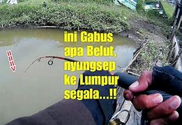 Mimpi Dapat Ikan Gabus Besar